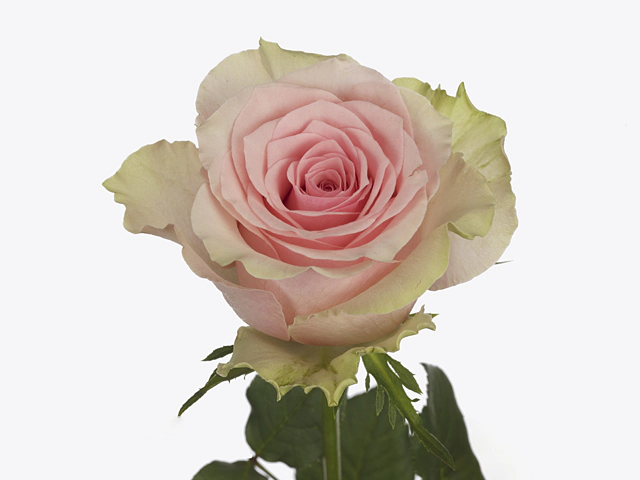 Роза крупноцветковая "Tango"