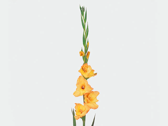 Гладиолус крупноцветковый "Ovatie"