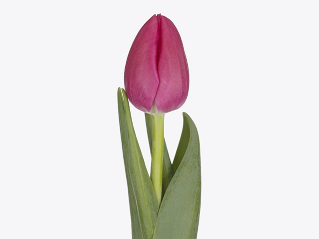 Tulipa (Triumph Grp) 'Lady Bell'