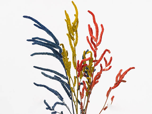 Amaranthus coloured mixed H%