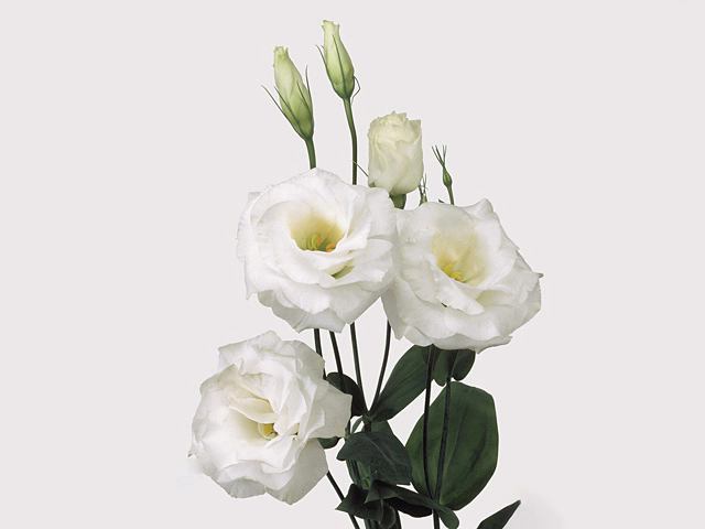 Эустома Рассела двухцветковая "Mariachi White"