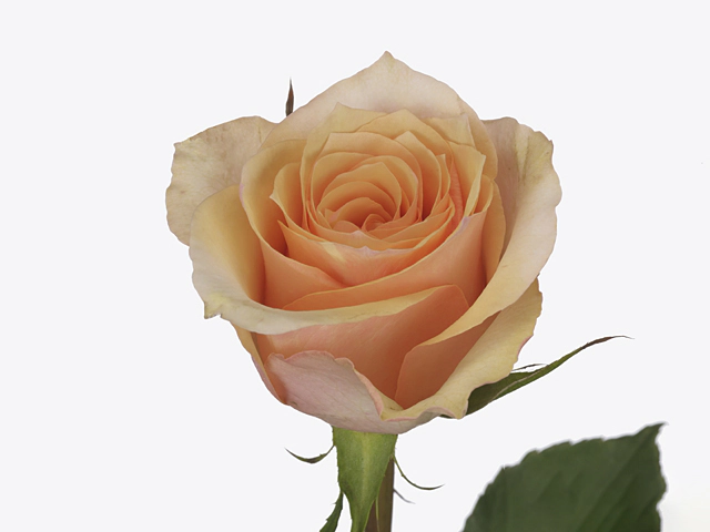 Роза крупноцветковая "Perfect Peach"