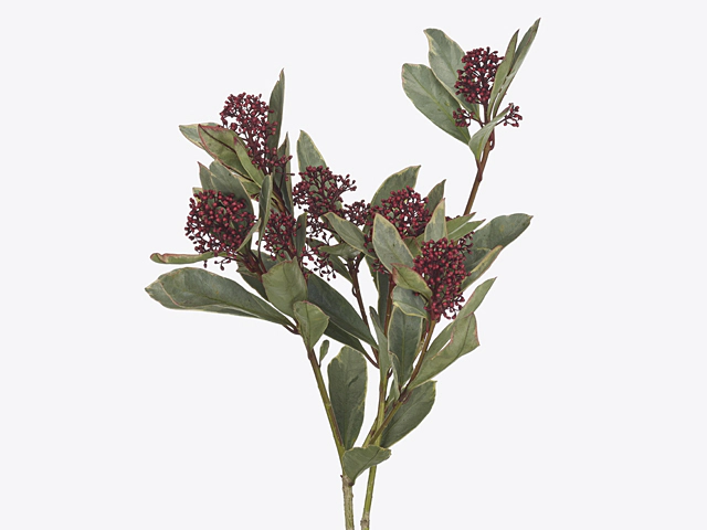 Skimmia japonica 'Perosa' per bunch