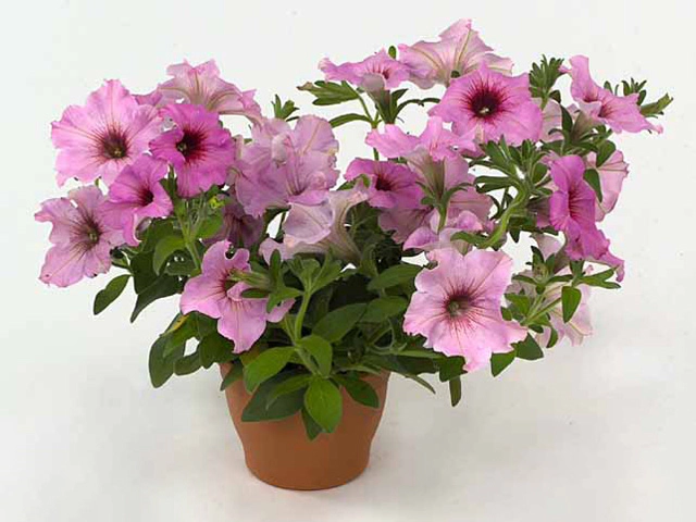 Petunia Viva Melon-Rose