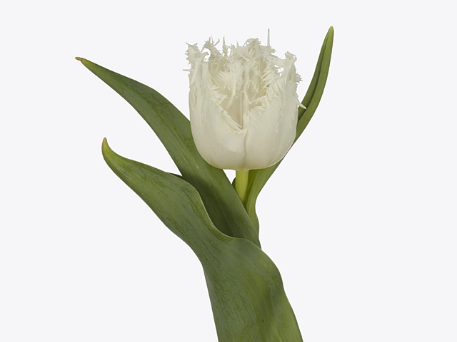 Tulipa (Fringed Grp) 'Prosecco'
