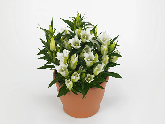 Gentiana scabra Rocky Diamond White