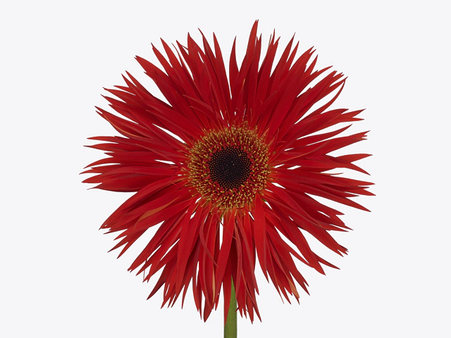 Gerbera large flowered spider shaped Red Trip