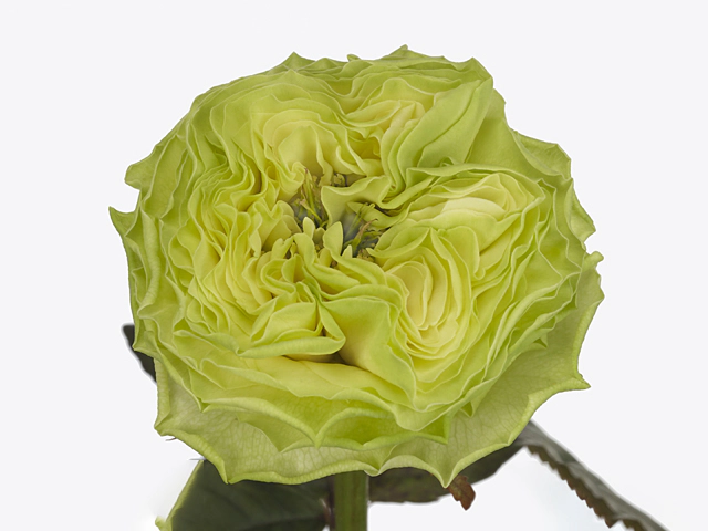 Роза крупноцветковая "Deniz!"