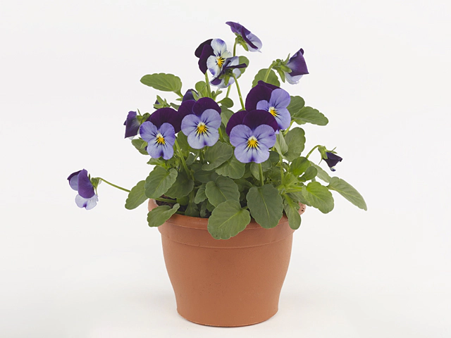 Viola (Cornuta Grp) Evo Mini F1 Denim Jump Up