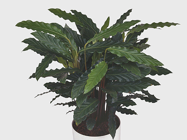 Calathea rufibarba 'Tropistar'