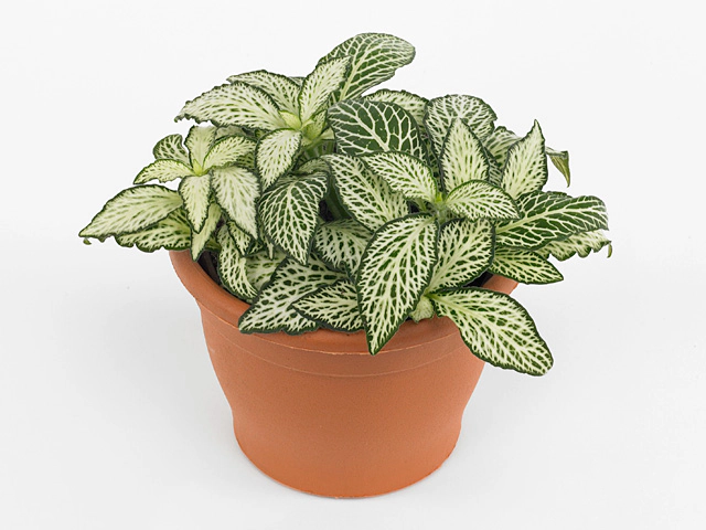 Fittonia Mosaic White Forest Flame