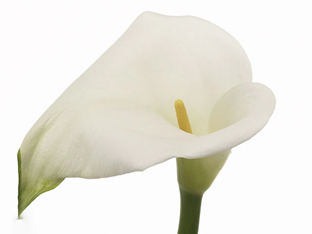 Zantedeschia aethiopica 'Polaris'