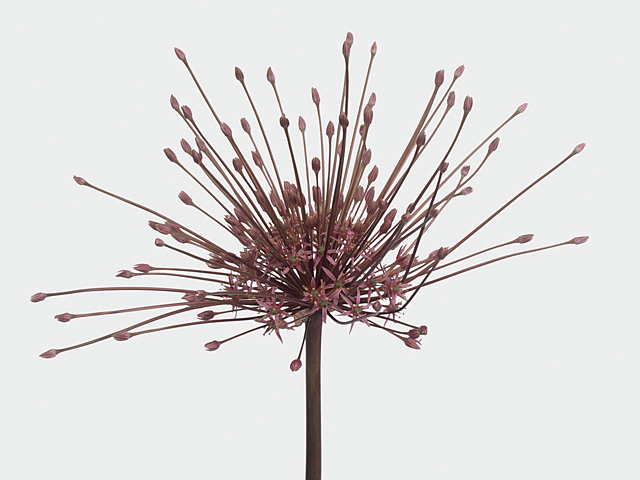 Allium schubertii