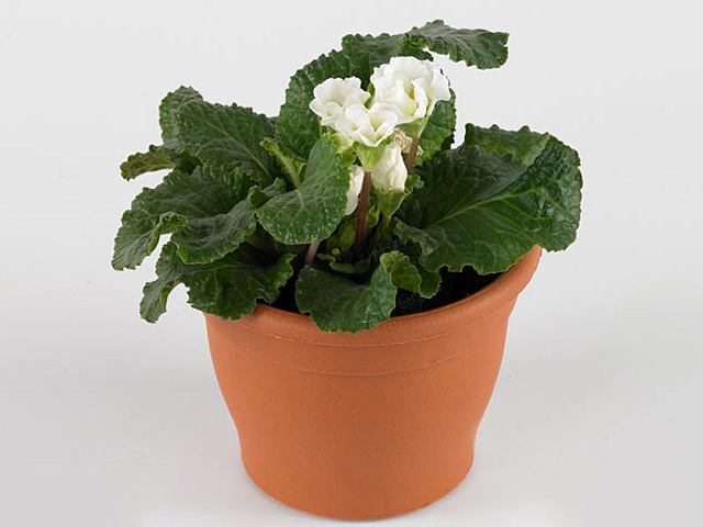 Primula (Acaulis Grp) Primasan White