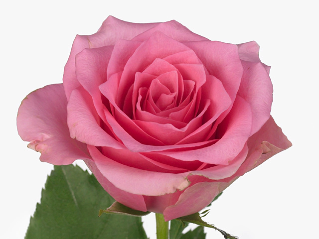 Роза крупноцветковая "Alice"