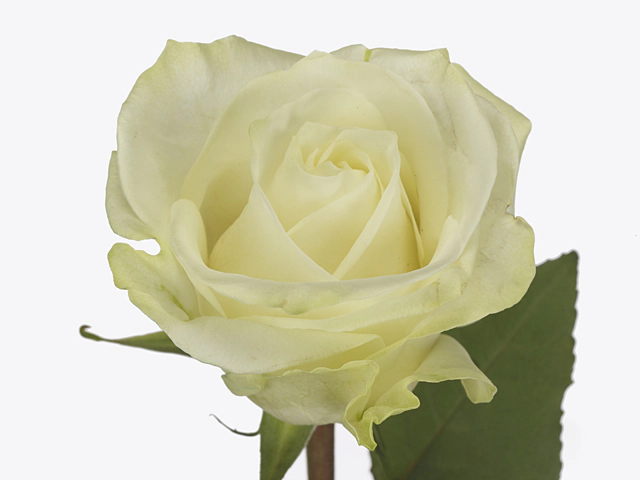 Роза крупноцветковая "Nordic"