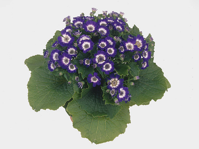 Pericallis (Cruentus Grp) Venezia F1 Blue with Ring