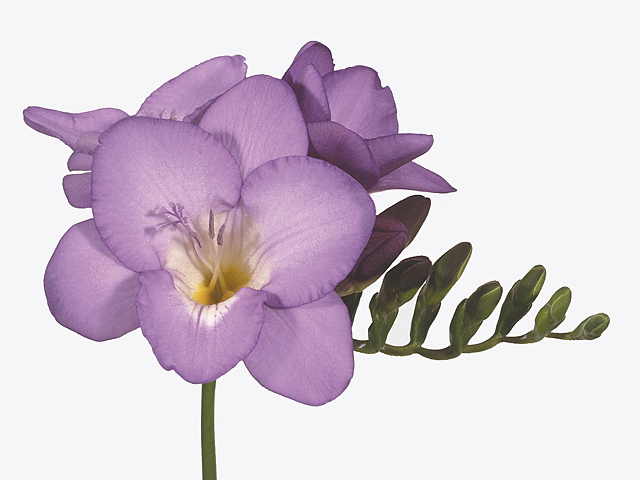 Freesia single flowered Castor