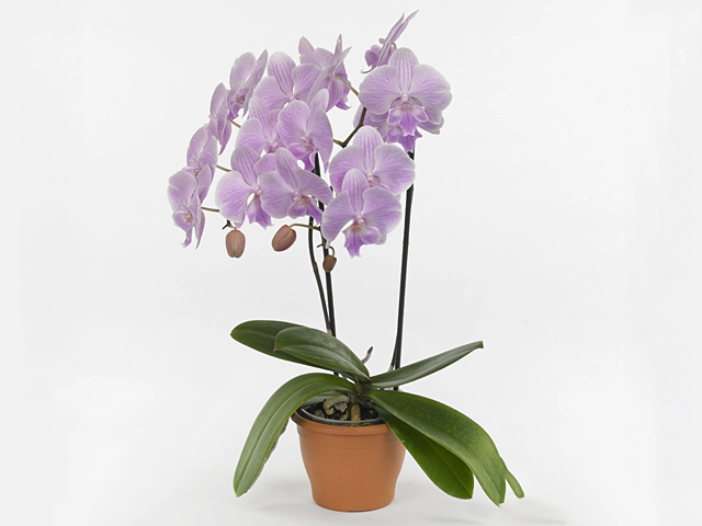 Phalaenopsis Floriclone Sweet Talk