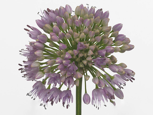 Allium senescens 'Brensi'