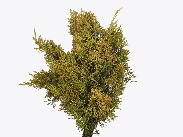 Juniperus chinensis 'Aurea' per kilo