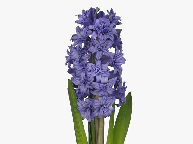 Hyacinthus orientalis 'Lili Purple'