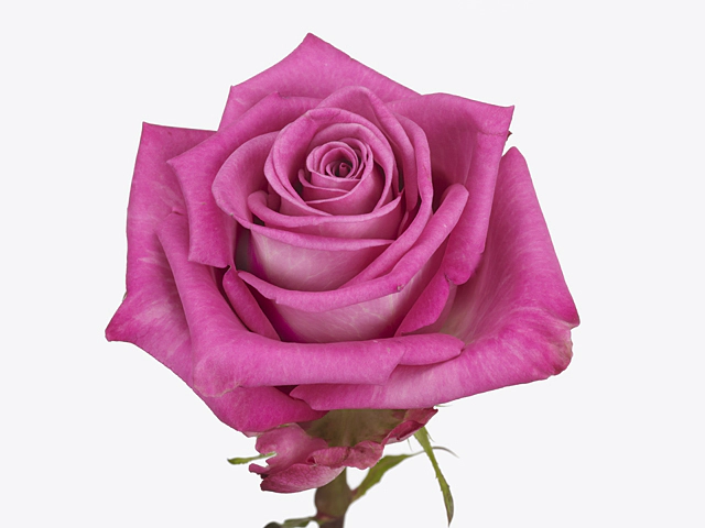 Роза крупноцветковая "Parmida"
