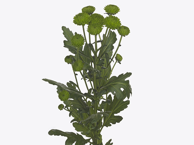 Chrysanthemum (Indicum Grp) spray santini Smeraldo