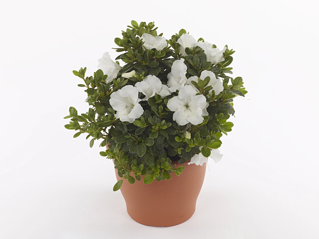 Rhododendron (Evergreen Azalea Grp) Encore Pure White