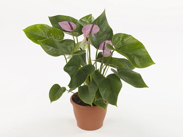 Anthurium (Andreanum Grp) Sakura Lila