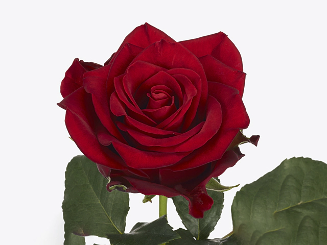 Роза крупноцветковая "Red Kamala"