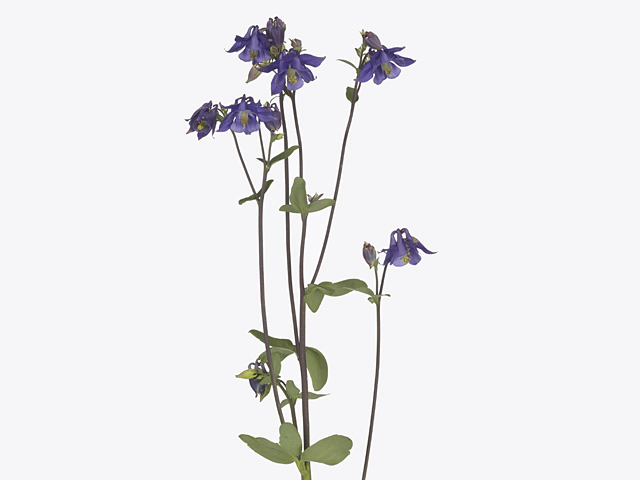 Aquilegia vulgaris 'Starring Blue Violet'