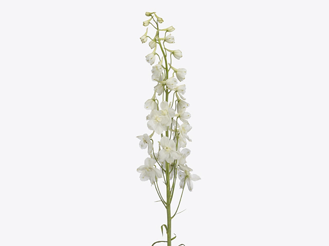 Delphinium single flowered (Belladonna Grp) Bella Andes White