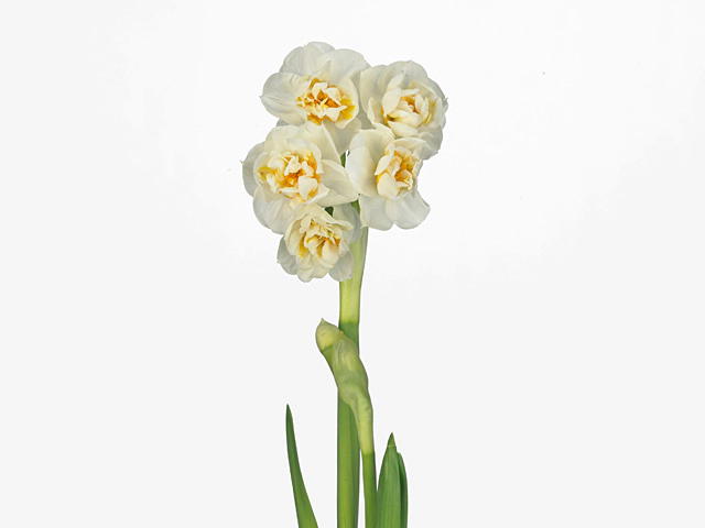Narcissus (Double Grp) 'Bridal Crown'