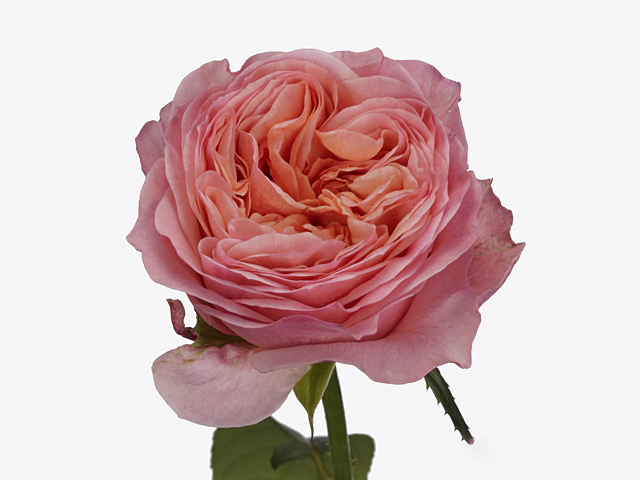 Rosa large flowered Victorian Secret@