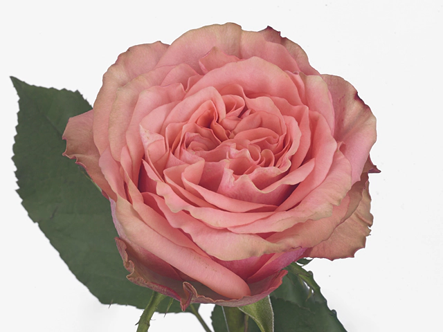 Роза крупноцветковая "Wild Love@"