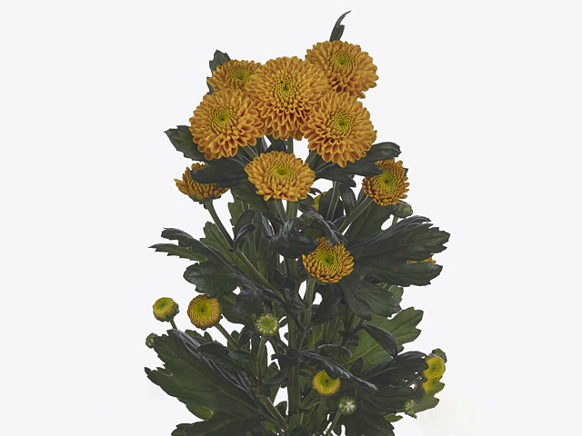 Chrysanthemum (Indicum Grp) spray santini Maverick Orange