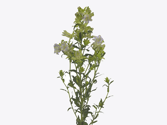 Campanula medium 'Evergreen Lavendel'