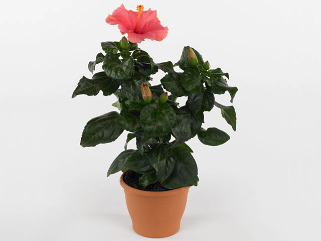 Hibiscus rosa-sinensis Sunny Cancun