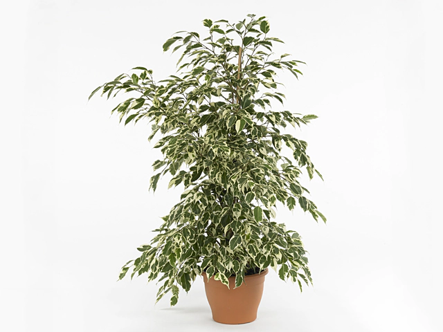 Ficus benjamina Forever Light