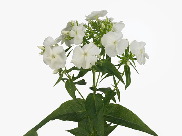 Phlox (Paniculata Grp) Whitecap