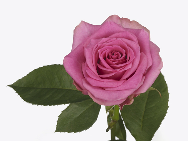 Роза крупноцветковая "Faela!"