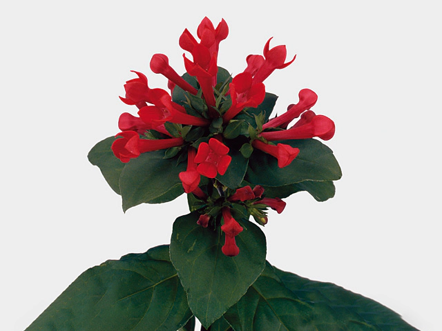 Бувардия одноцветковая "Royal Daphne Red"