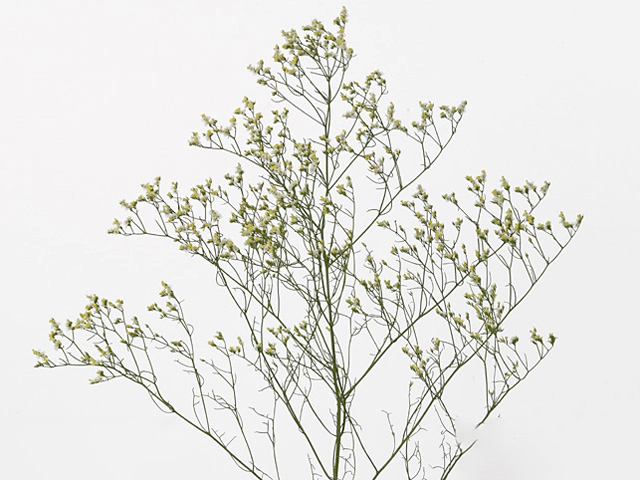 Limonium sinense China Yellow