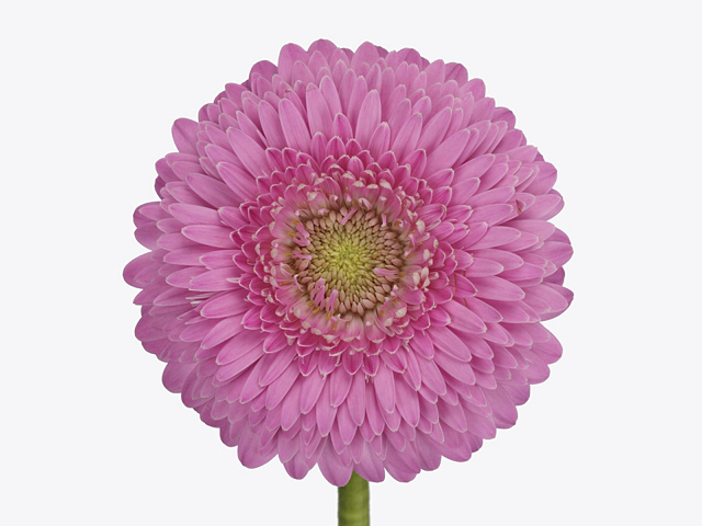 Gerbera mini globose Gerponi Leila