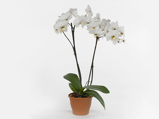 Phalaenopsis Anthura Valencia