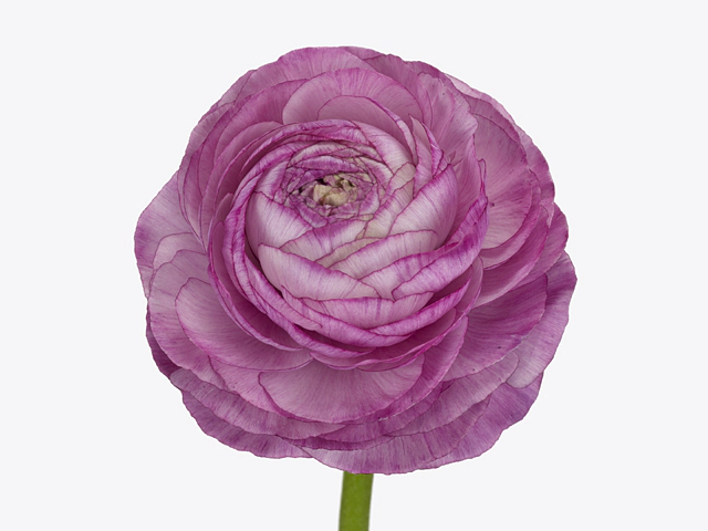 Ranunculus asiaticus 'Aazur Purple'