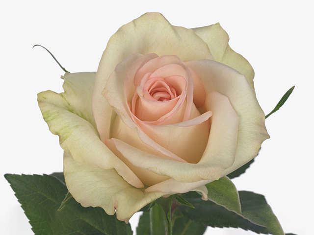 Роза крупноцветковая "Sweet Delight"