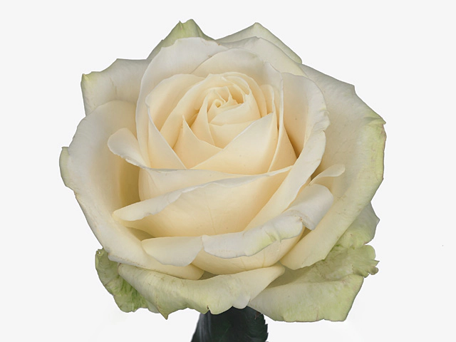 Роза крупноцветковая "Four Seasons+"