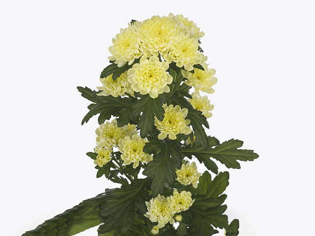 Chrysanthemum (Indicum Grp) spray santini Baykal Lunar